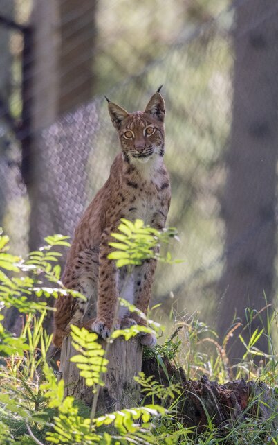 Der Wilde Berg Mautern | © Tintimax Photography