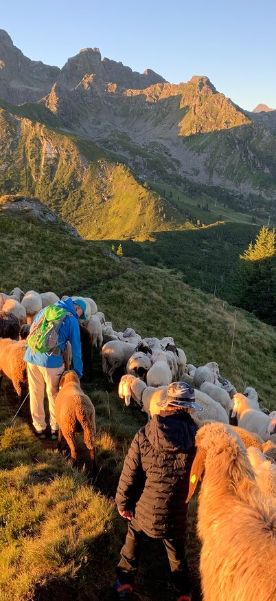 Schäfer und Schafe wandern gemeinsam über den Grat, während die Morgensonne die umliegenden Berge in goldenes Licht taucht. | © Hauser Kaibling