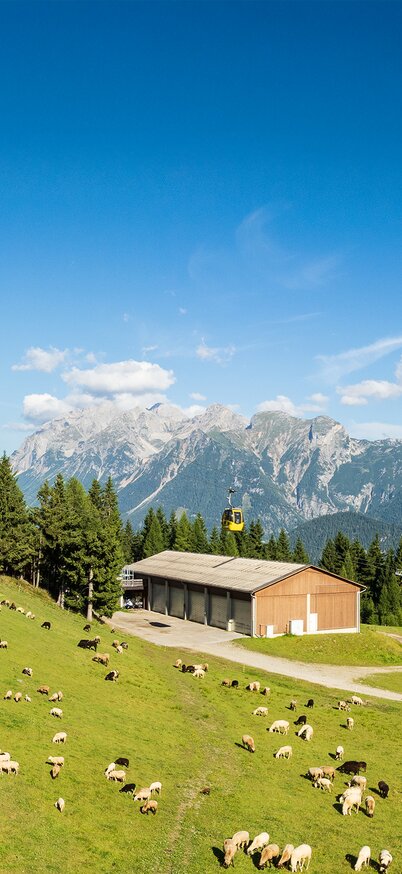 Schafherde auf der Almwiese am Hauser Kaibling mit eindrucksvollem Bergpanorama der Schladming-Dachstein Region. | © René Eduard Perhab