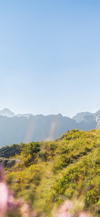 Zwei Frauen wandern am Hauser Kaibling, im Vordergrund blühende Alpenflora. | © Josh Absenger