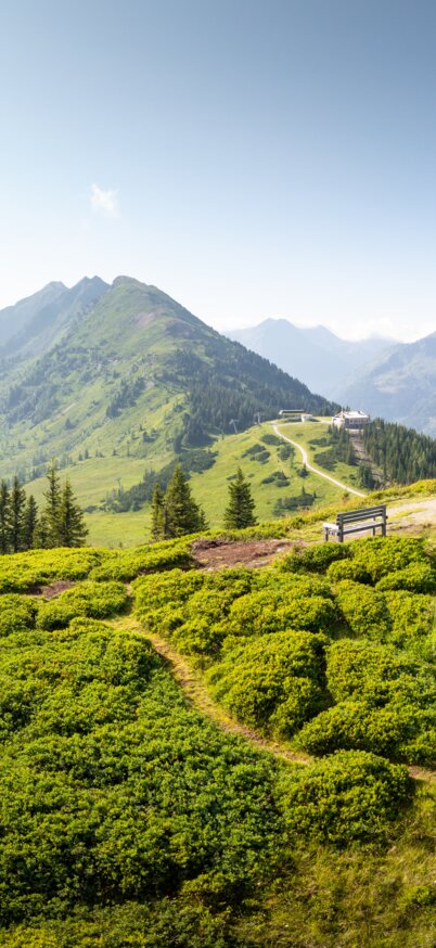 Der Planai Panoramarundweg mit Blick Richtung Mitterhaus | © Josh Absenger