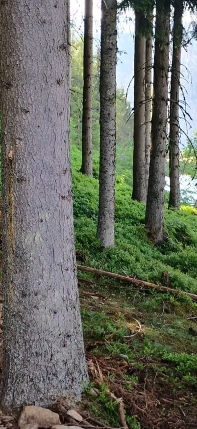 Route 66 der Reiteralm Trails | © Schladming-Dachstein Tourismus