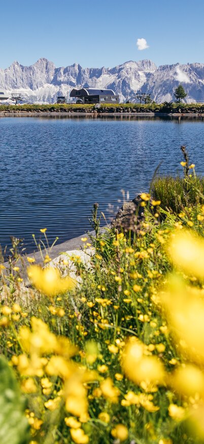 Gelbe Blumen blühen am Ufer des Reiteralmsees an der Bergstation Reiteralm Preunegg Jet. | © Gerald Gruenwald