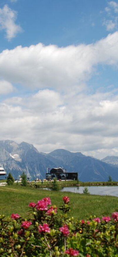 Rosa blühender Almrausch vor dem Reiteralmsee an der Bergstation Preunegg Jet - Reiteralm.