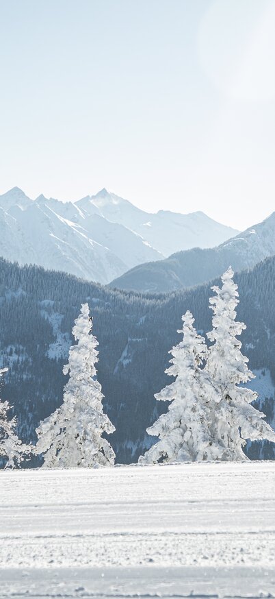 © Mirja Geh -  www.MirjaGeh.com