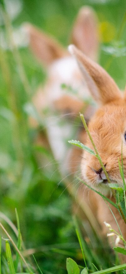 Osterhase in der Wiese | © Christoph Huber