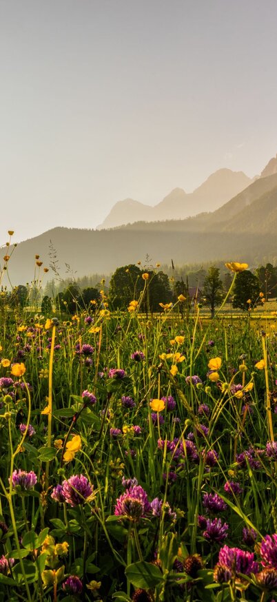 Herrlich blühende Sommerwiese bei Sonnenuntergang in Ramsau am Dachstein | © Michael Simonlehner