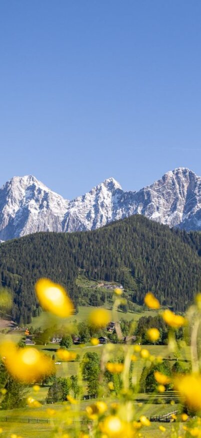 Blühender Blick auf den Dachstein | © Michael Simonlehner