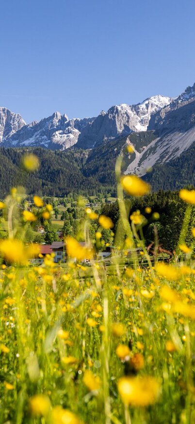 Blühender Blick auf den Dachstein | © Michael Simonlehner