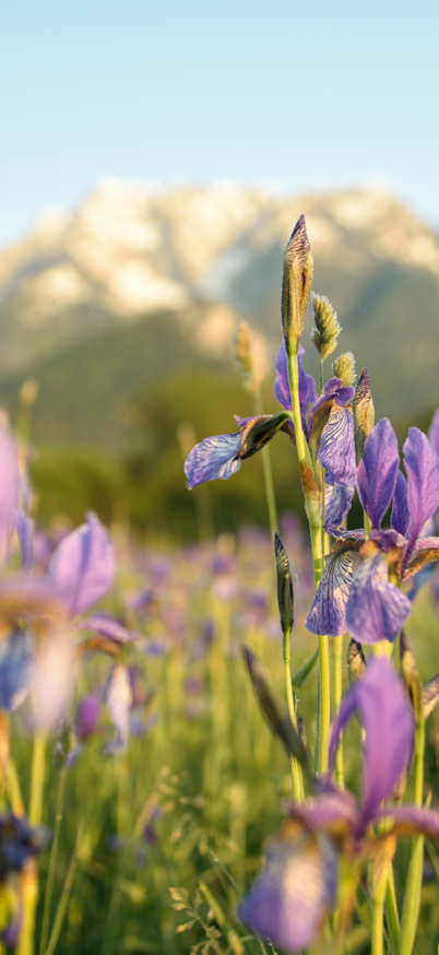 Irisblüte Trautenfels | © Marlene Eggmayr Blühende Iris-Blumen mit Blick auf den Grimming im Hintergrund | © Marlene Eggmayr