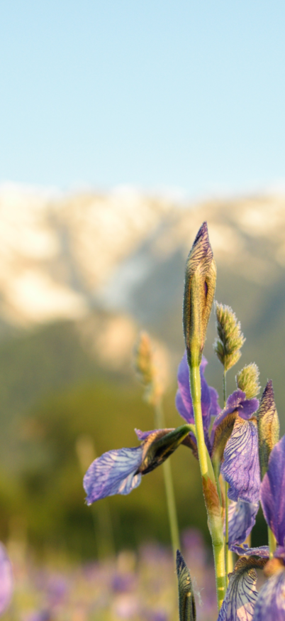 Blühende Iris-Blumen mit Blick auf den Grimming im Hintergrund | © Marlene Eggmayr