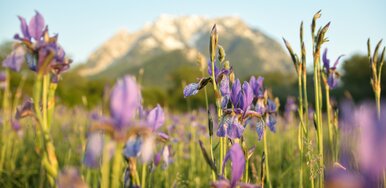 Blühende Iris-Blumen mit Blick auf den Grimming im Hintergrund | © Marlene Eggmayr