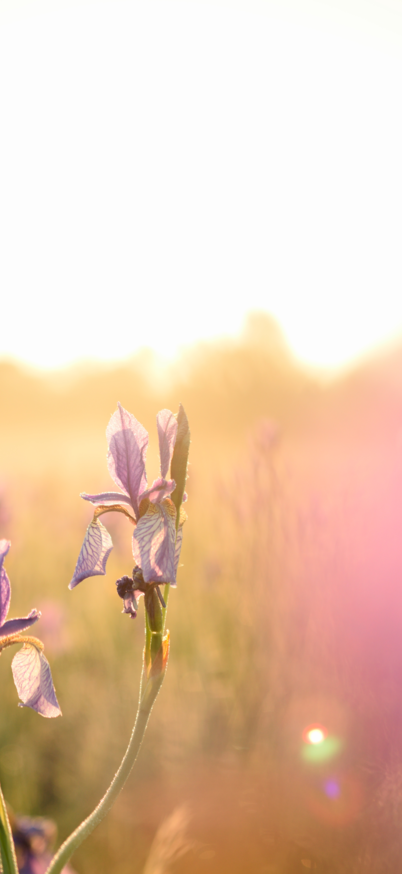 Eine blühende Iriswiese in Trautenfels ist im Sonnenaufgang zu sehen | © Marlene Eggmayr