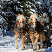 Abehof Pferdeschlittenfahrt
