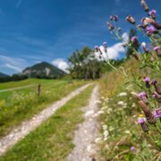 Blumenvielfalt entlang der Abergrunde