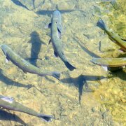 Fische