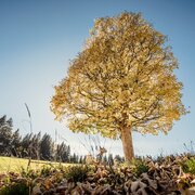 baumhoroskopweg - familienwanderung_img_58021495