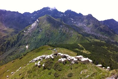 sheep flock with view of Bärfallspitze