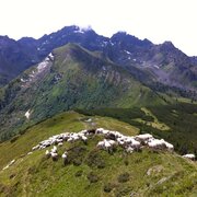 Schafherde mit Blick auf Höchstein