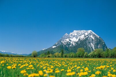 Blumenwiese in Trautenfels mit Grimming im Hintergrund