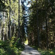 Waldweg am Birnberg
