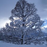 buchenweg_img_1954844
