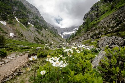 Die Schneerosen blühen am Weg in den Gollwinkel im Frühling