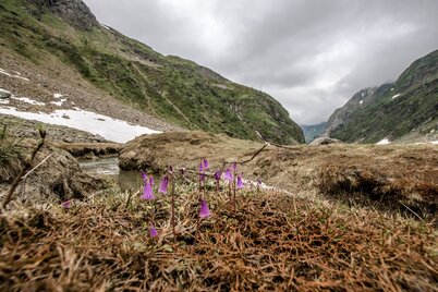 Alpen-Soldanellen blühen an den kleinen Bachläufen in Gollingwinkel