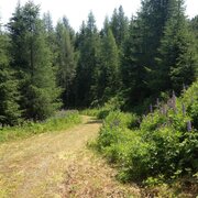 Schöner Waldweg entlang der Kleinen Abendrunde