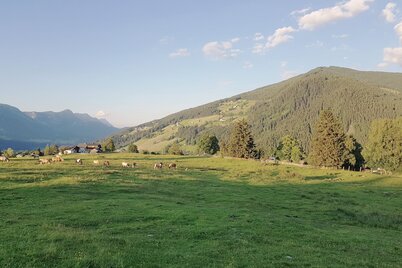 Rohrmooser Frei meadow in the evenings light