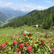 Ausblick vom Laubschachenweg zum Dachstein