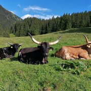 Texas Longhorn auf der Mautneralm