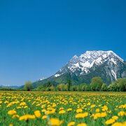 Blumenwiese in Trautenfels mit Grimming im Hintergrund