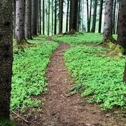 Wald auf der Pürglitz