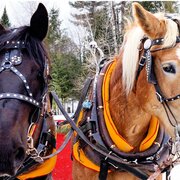 Pferdeschlittenfahrt im Schnee