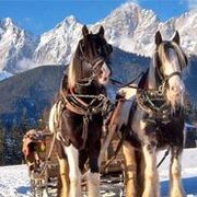 Pferdeschlittenfahrt im Schnee