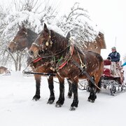 Pferdekutsche im Schnee