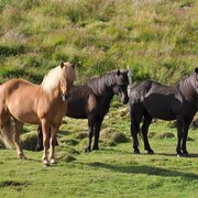 Isländer Pferde