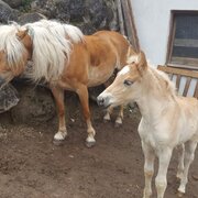 Pferde am Reiterhof Aigner