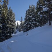 Der Wald umrahmt das Schreinl am Weg zur Alm.