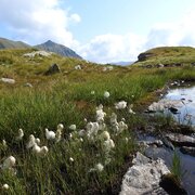 Cottongrass at the Goldlacken