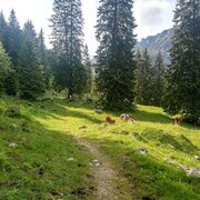 Wald und Wiesen wechseln sich ab