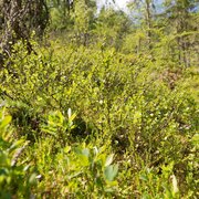 Einzigartige Flora im Naturschutzgebiet Toteisboden