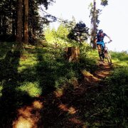 Vorberg Trail - flowige Waldpassage