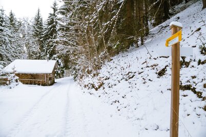 Unterwegs am Baumhoroskopweg im Winter