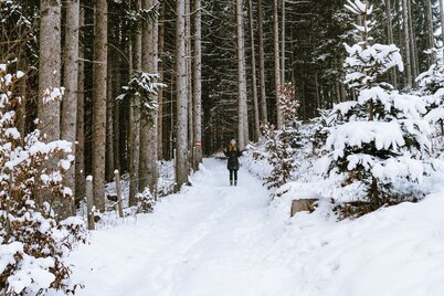 Bäume überall - am Baumhoroskopweg