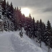 Bergauf auf der geräumten Forststraße